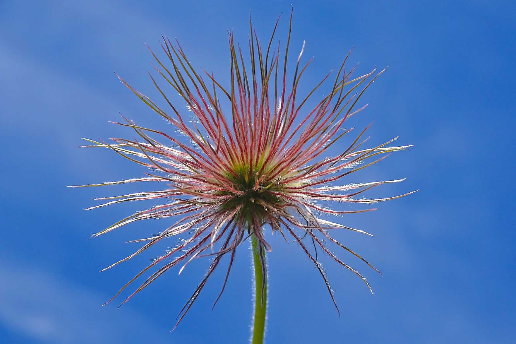Western pasqueflower